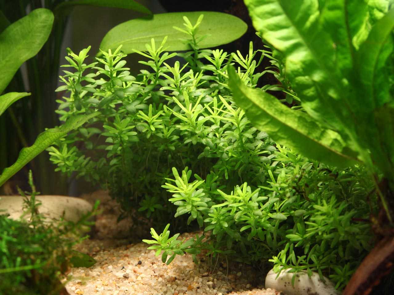 Mayaca fluviatilis
