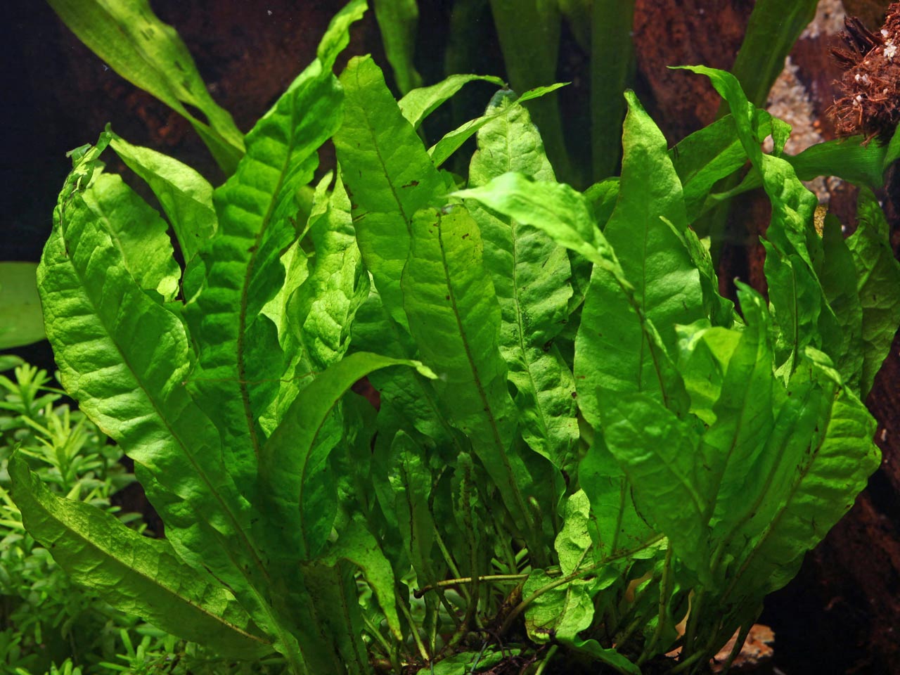 Microsorum pteropus