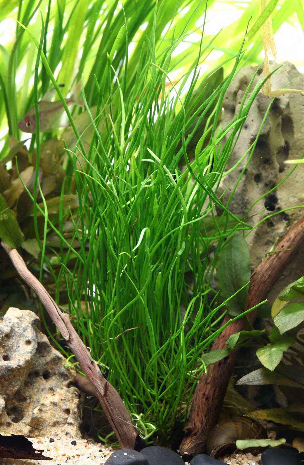Pilularia globulifera