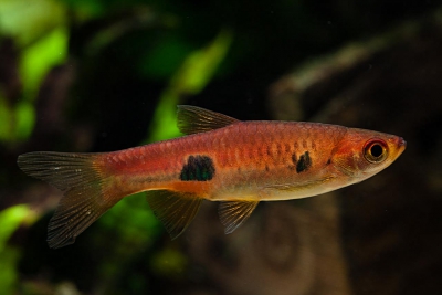 rasbora clown Danionidae