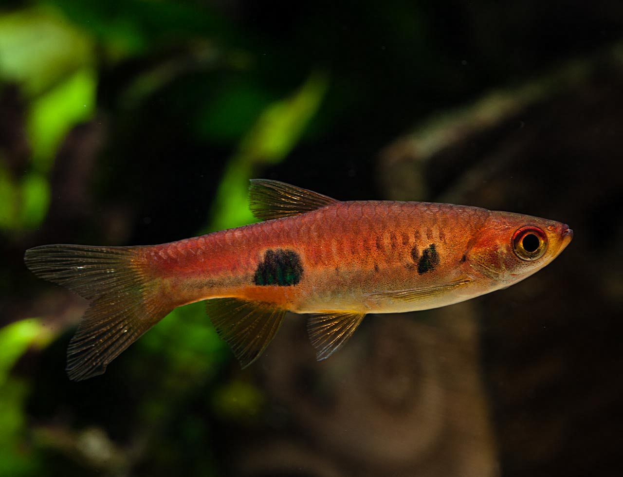 Rasbora kalochroma
