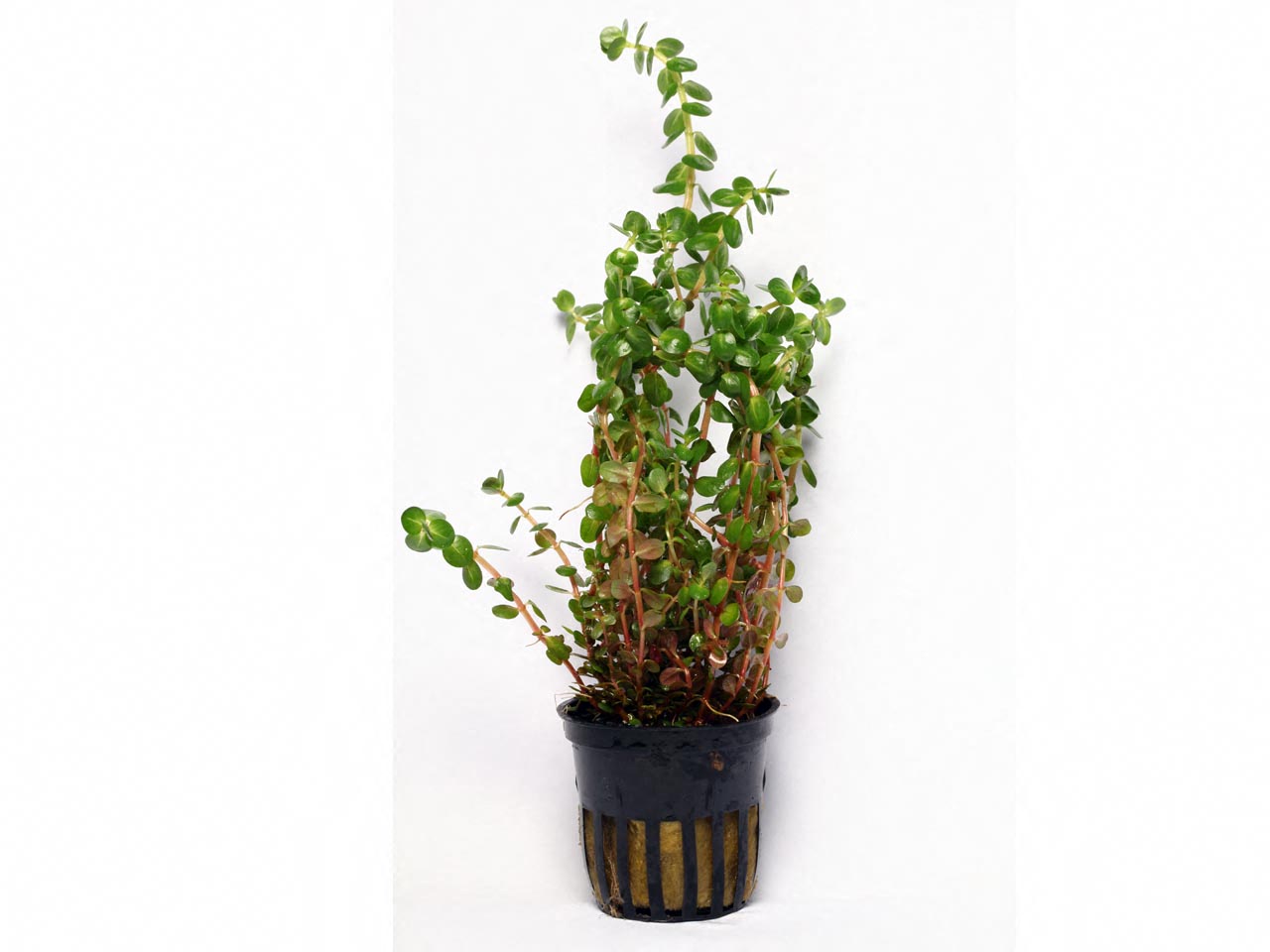 Rotala rotundifolia