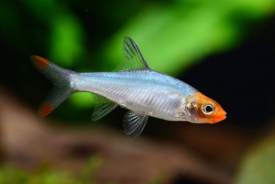 nez rouge asiatique Cyprinidae
