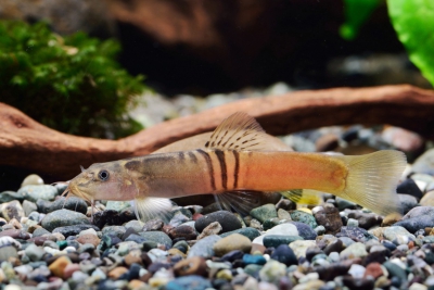 loche Sumo Nemacheilidae