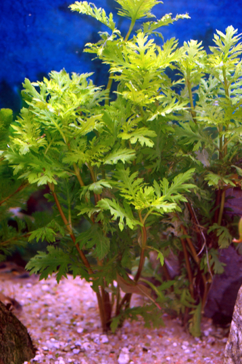 Synema triflorum