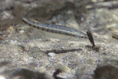 Phoxinus phoxinus Leuciscidae