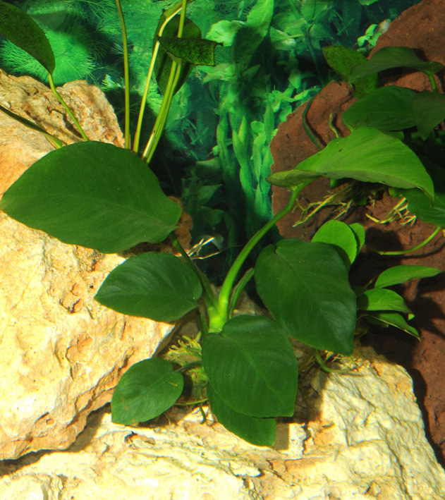 Anubias barteri