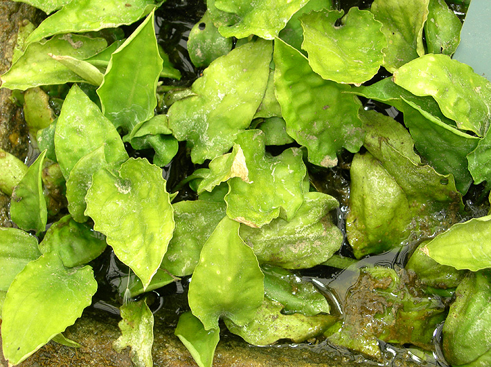 Cryptocoryne cordata