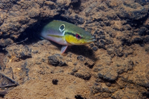 Crenicichla saxatilis