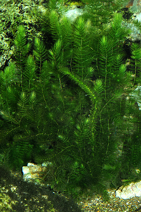 Ceratophyllum demersum