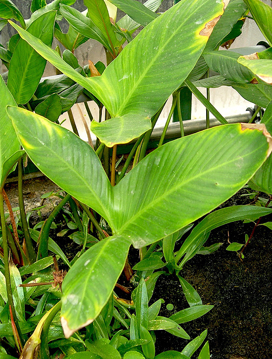 Anubias gigantea