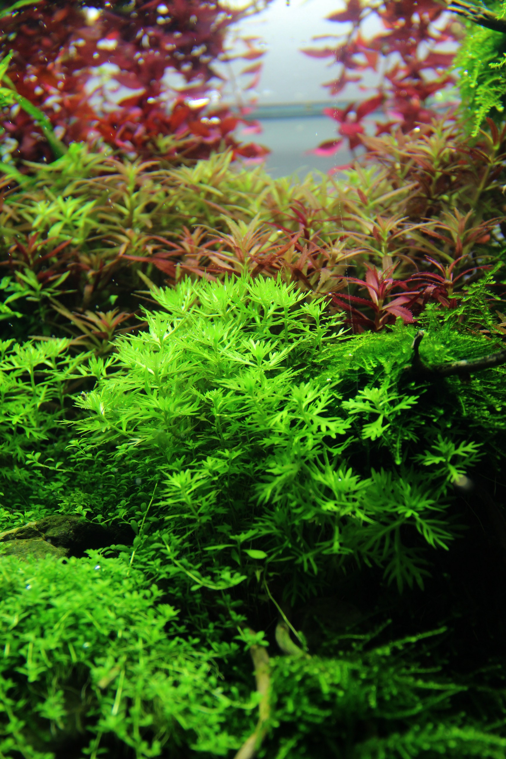 Hottonia palustris
