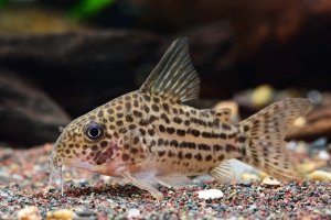 Corydoras araguaiaensis