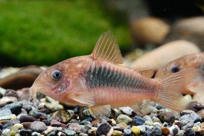 Espèce : corydoras bronze