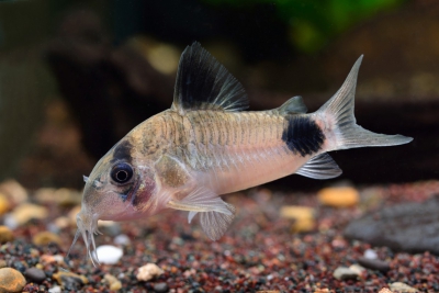 Corydoras panda Callichthyidae