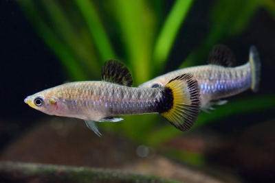 Poecilia melanogaster Poeciliidae