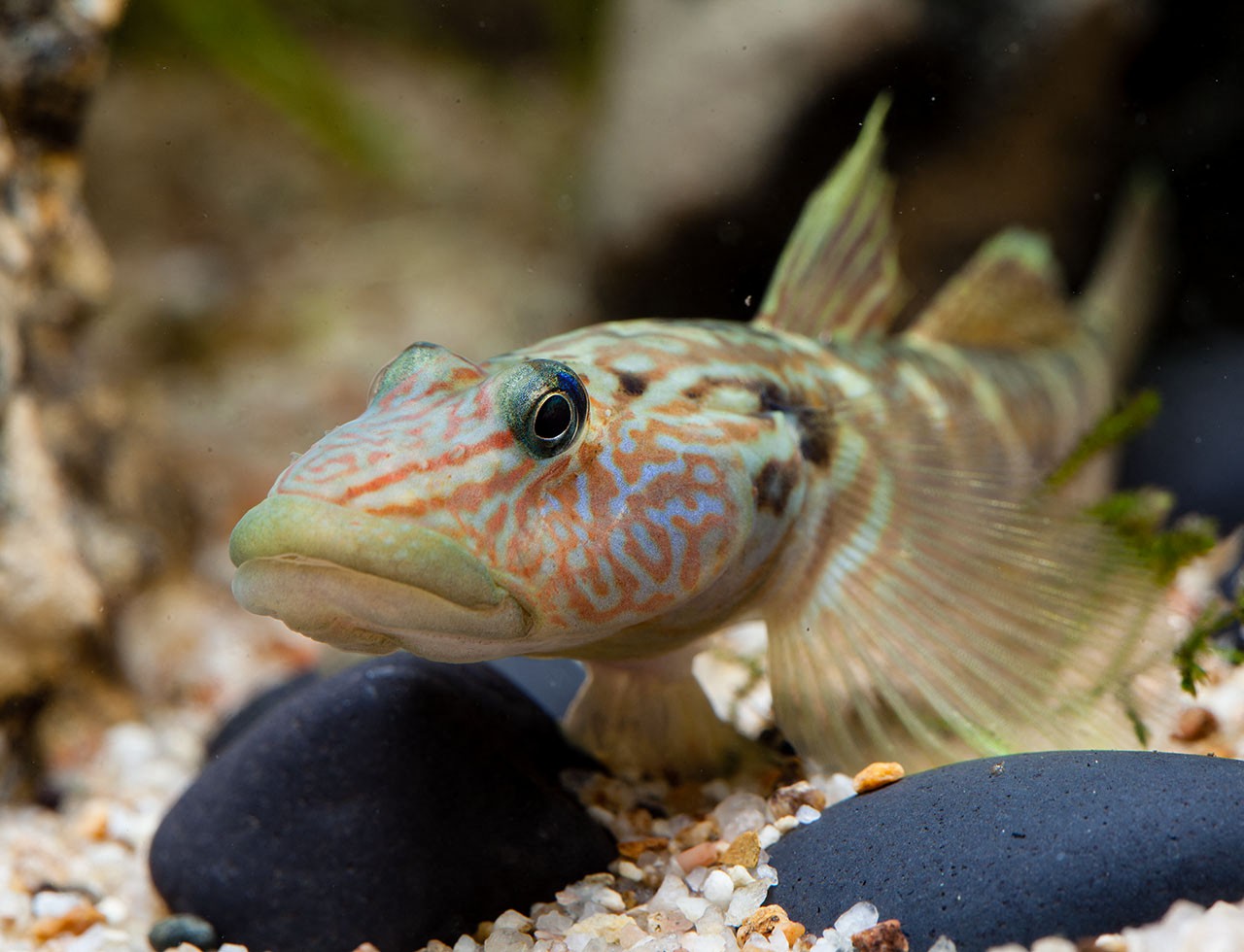 Rhinogobius formosanus