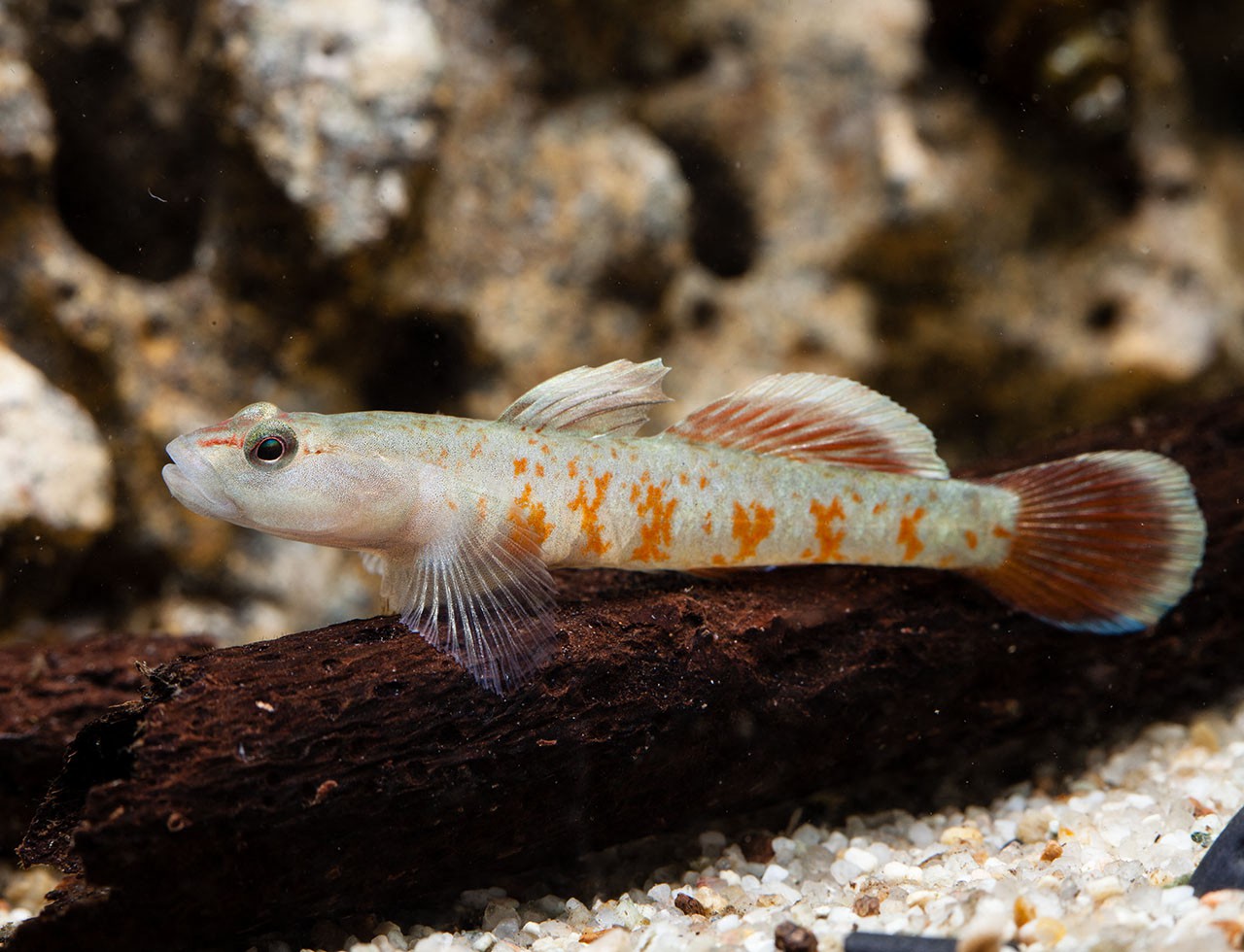 Rhinogobius zhoui