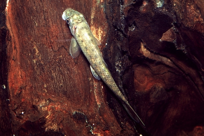 Gyrino Gyrinocheilidae