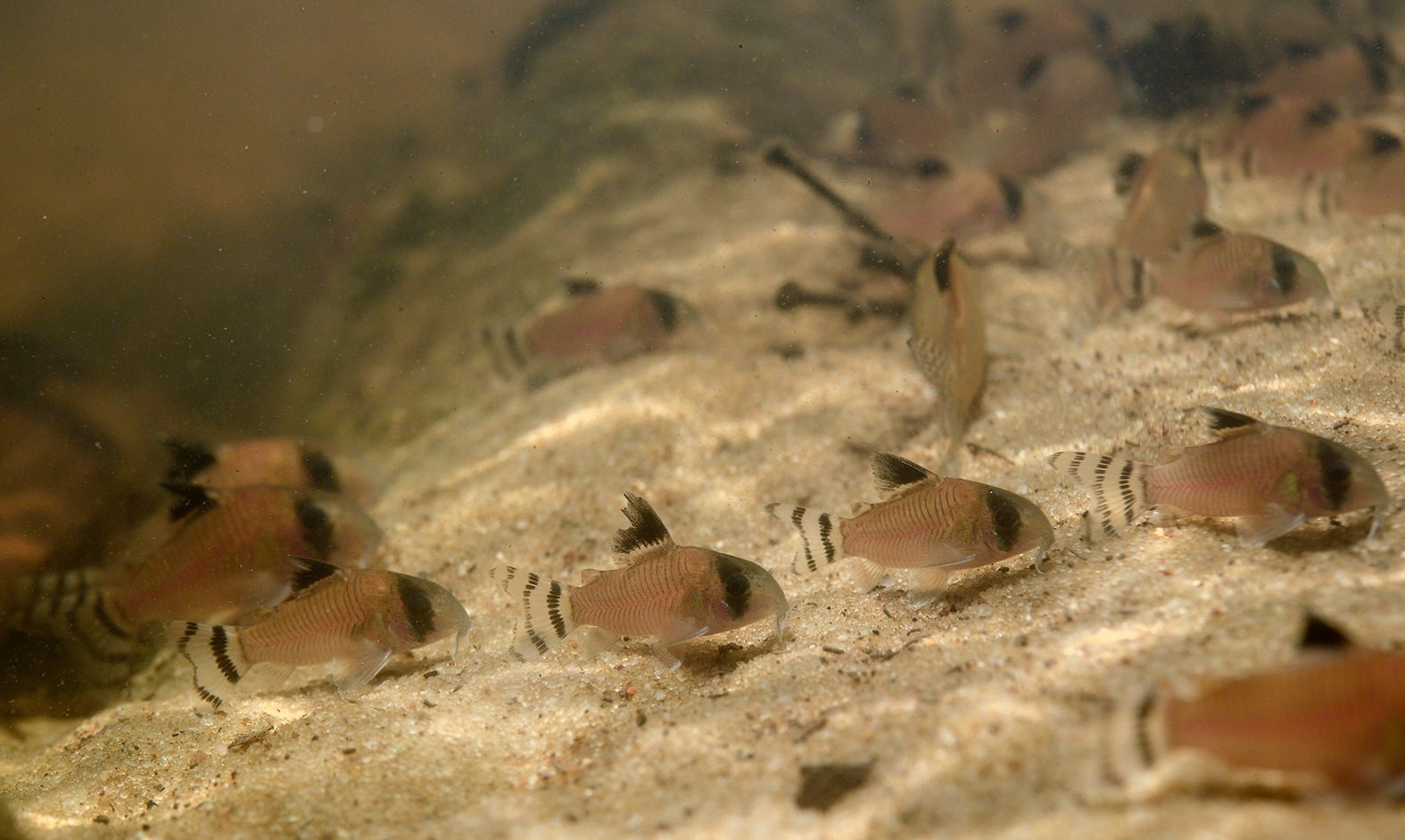 Corydoras