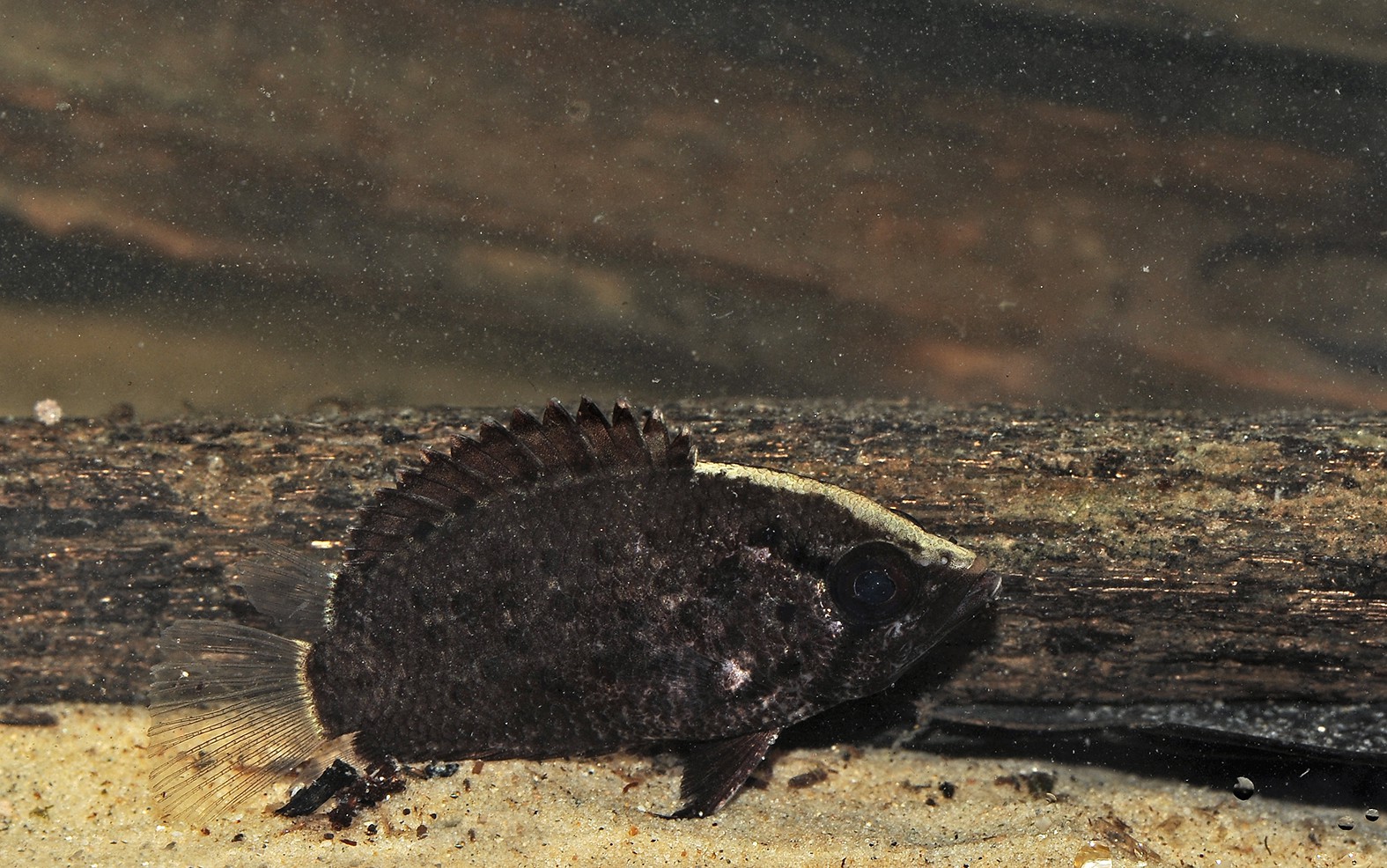 Polycentrus schomburgkii