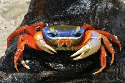 crabe tricolore