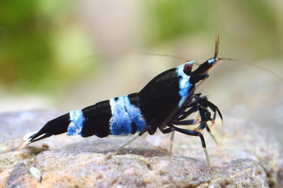 BluePanda Atyidae