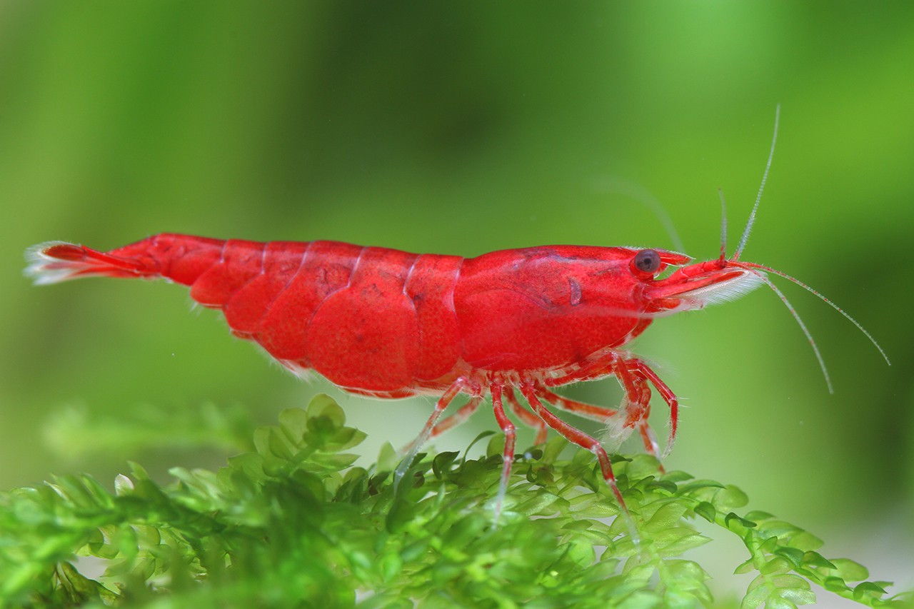 Neocaridina davidi ”Bloody Mary”