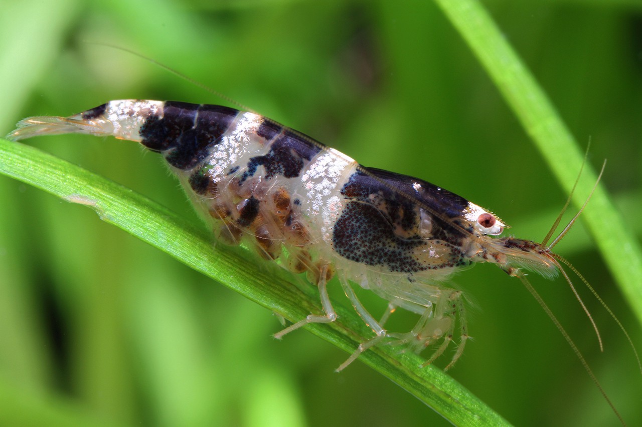 Paracaridina haivanensis ”princess bee”