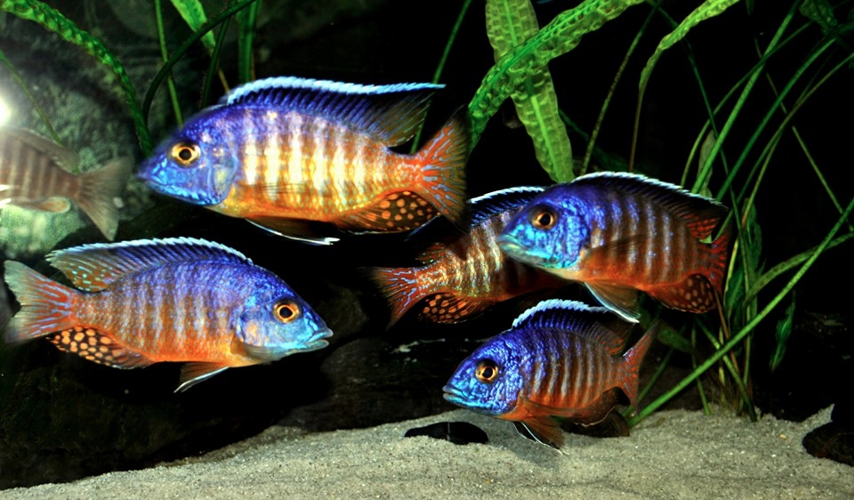 Aulonocara hueseri