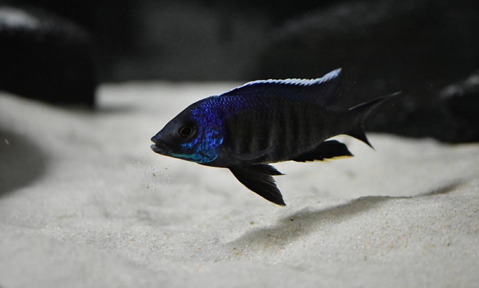 Copadichromis sp. kawanga