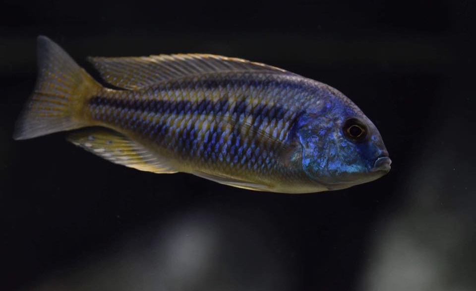 Chilotilapia rhoadesii