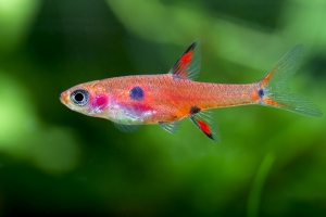 Boraras maculatus