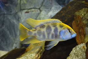 Nimbochromis venustus