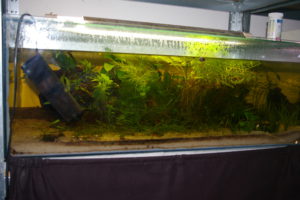 AQUARIUM 1