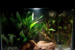Aquarium Betta