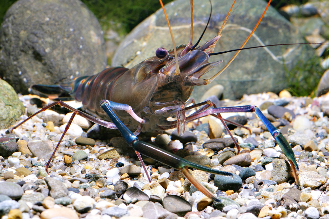 Macrobrachium rosenbergii
