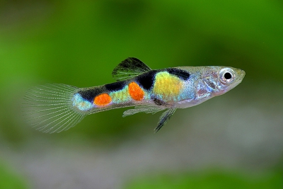 guppy endler Poeciliidae