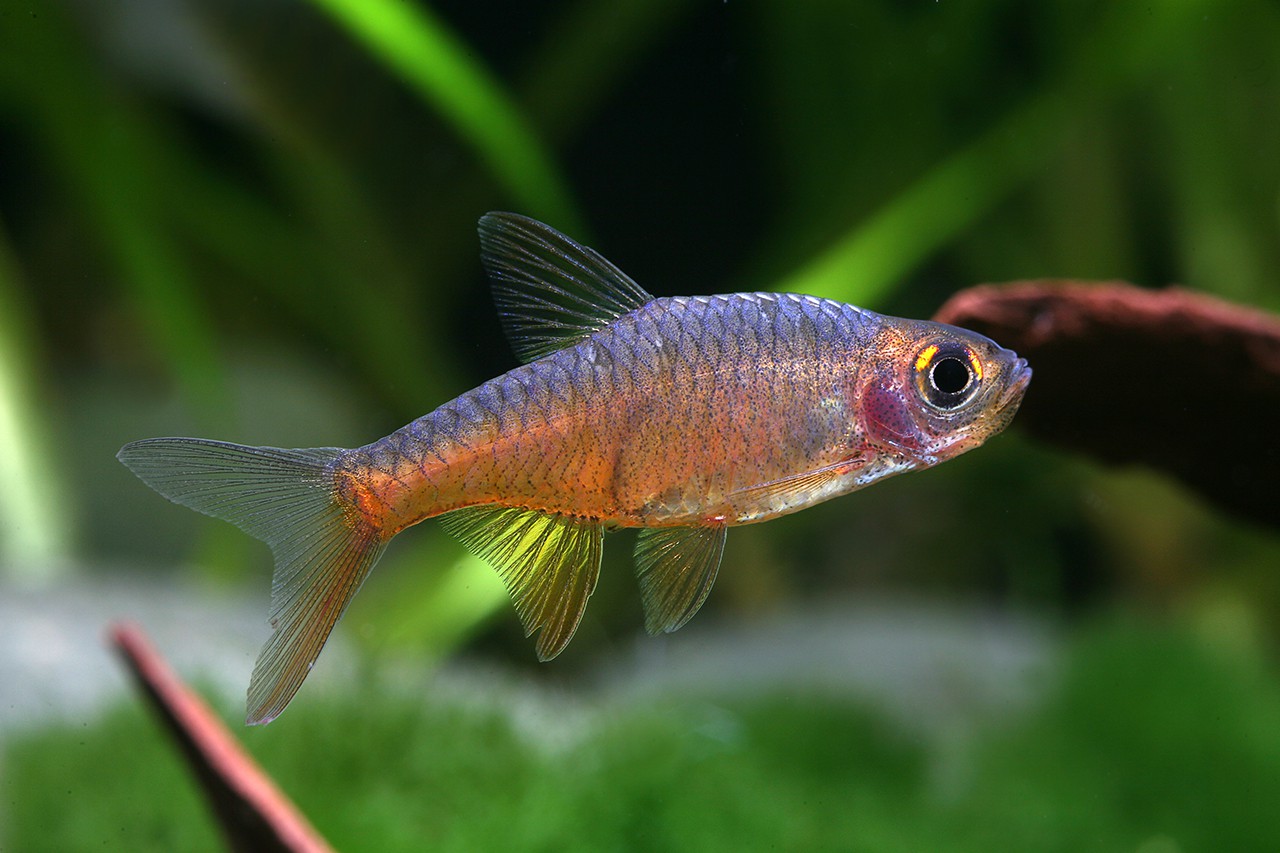 Rasboroides vaterifloris