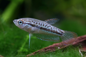 Trichopsis pumila