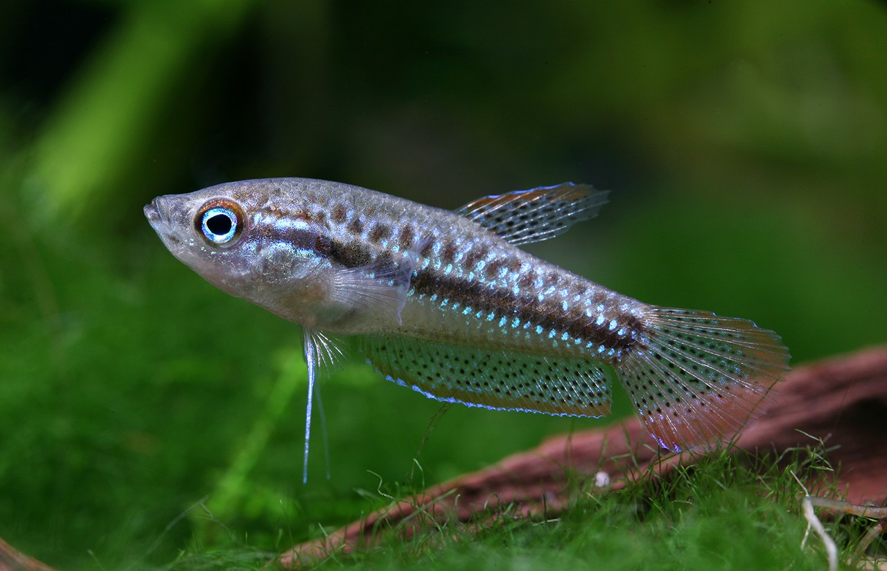 Trichopsis pumila
