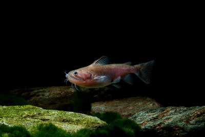Espèce : Asterophysus batrachus
