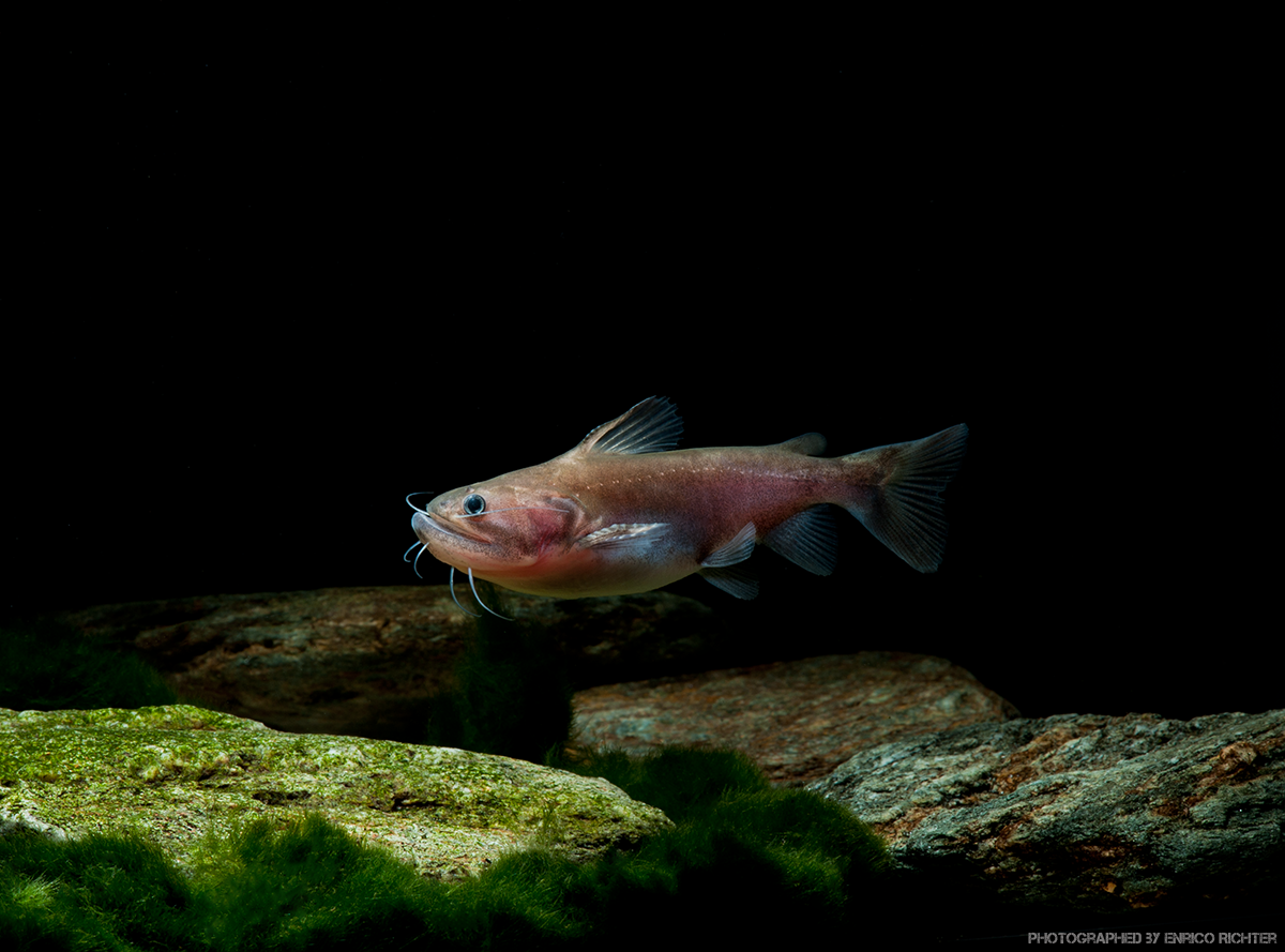 Asterophysus batrachus