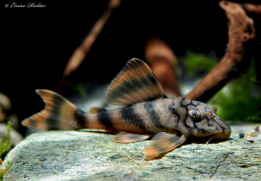 Poisson-chat