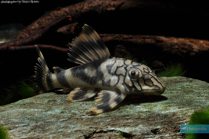 Peckoltia braueri