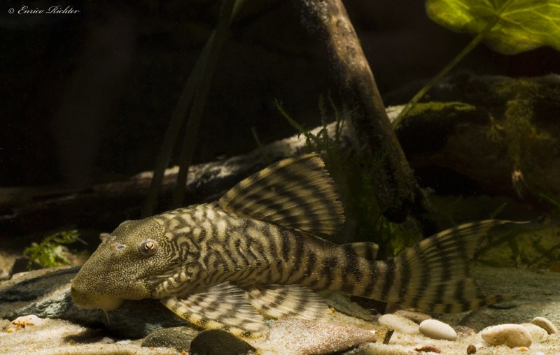 Panaqolus changae