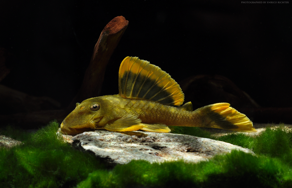 Baryancistrus