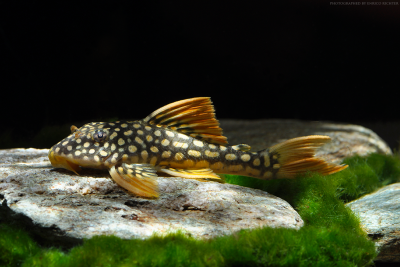pléco solaire Loricariidae