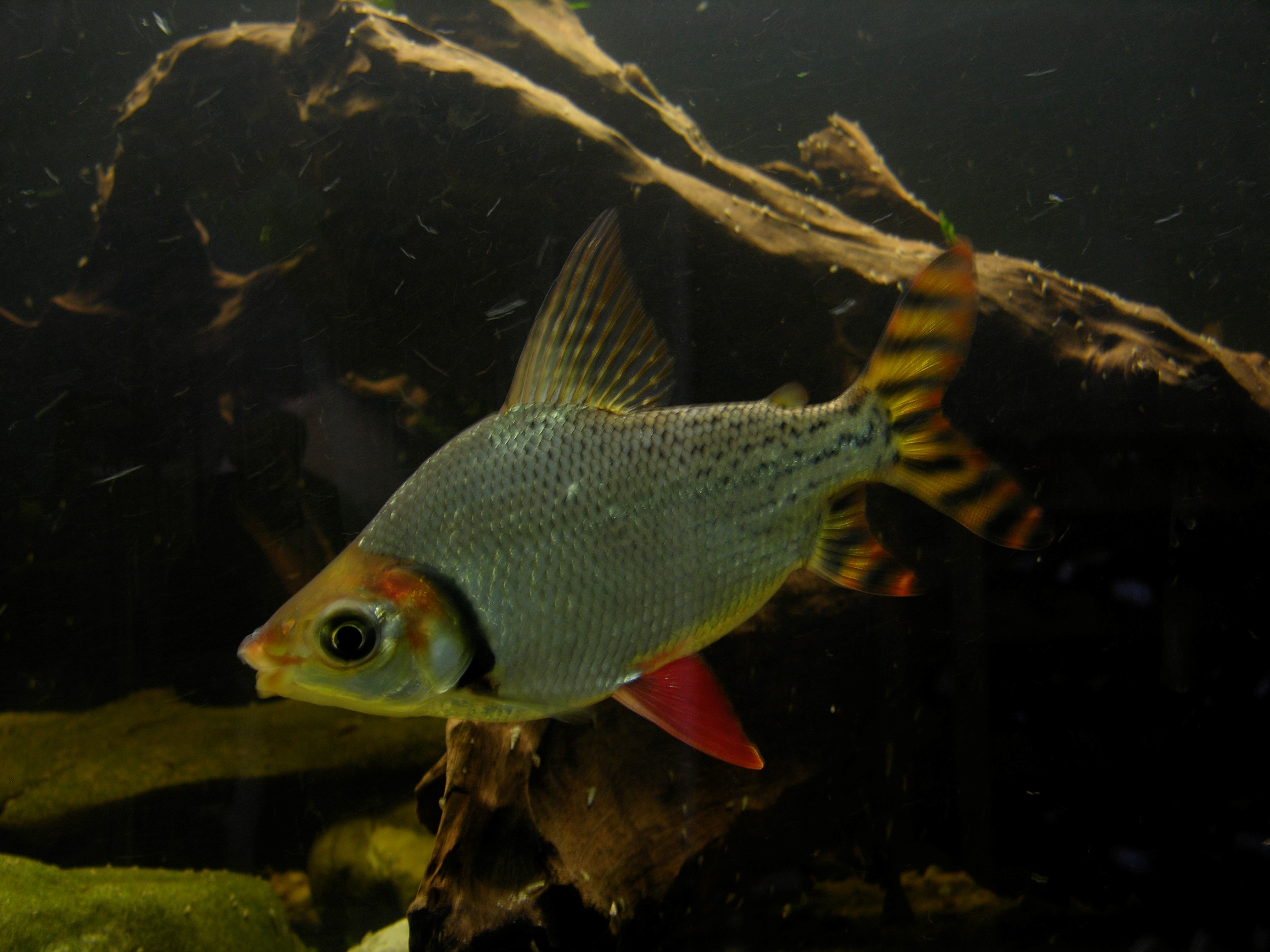 Semaprochilodus taeniurus