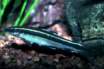renard volant Cyprinidae